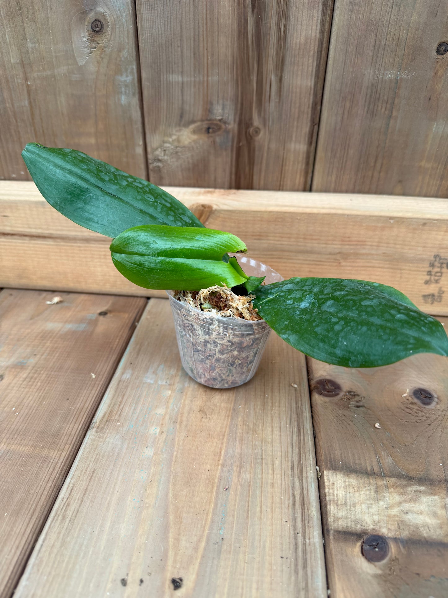 3" Phal tetraspis f. livida Faerie's Little Sister