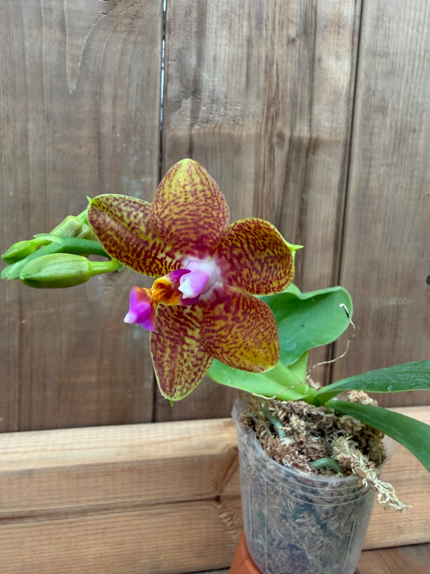 3" Phal sumatrana x sib.