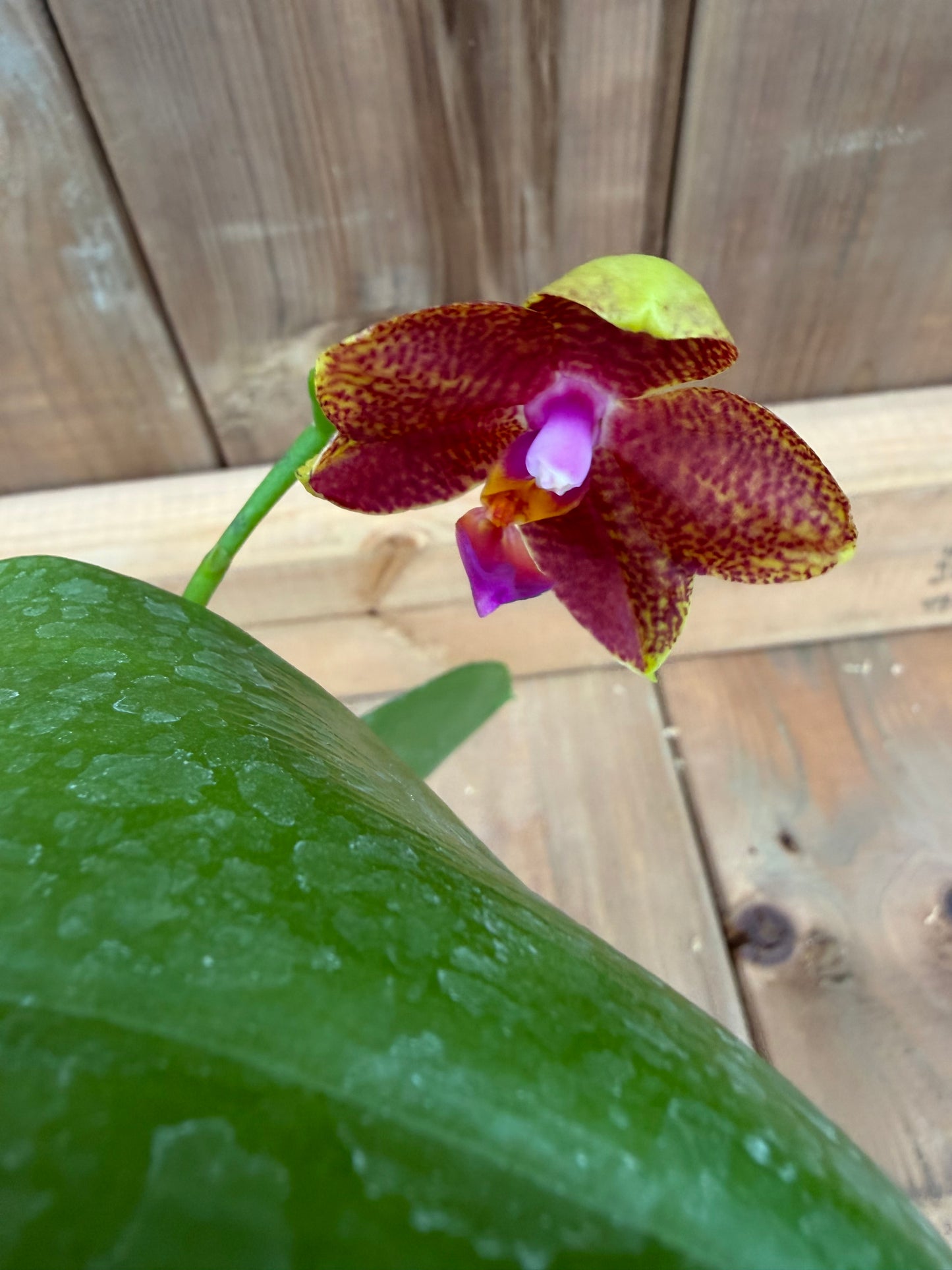 3" Phal. LD's Bear King 'Peter' x Phal GW Greenworld 'GW'
