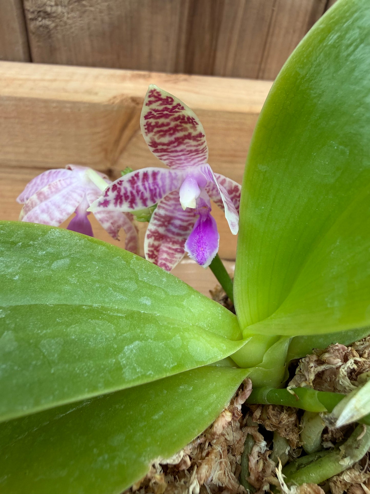 3" Phal hieroglyphica 'Flava' x Phal Yang Yang Blue Baby