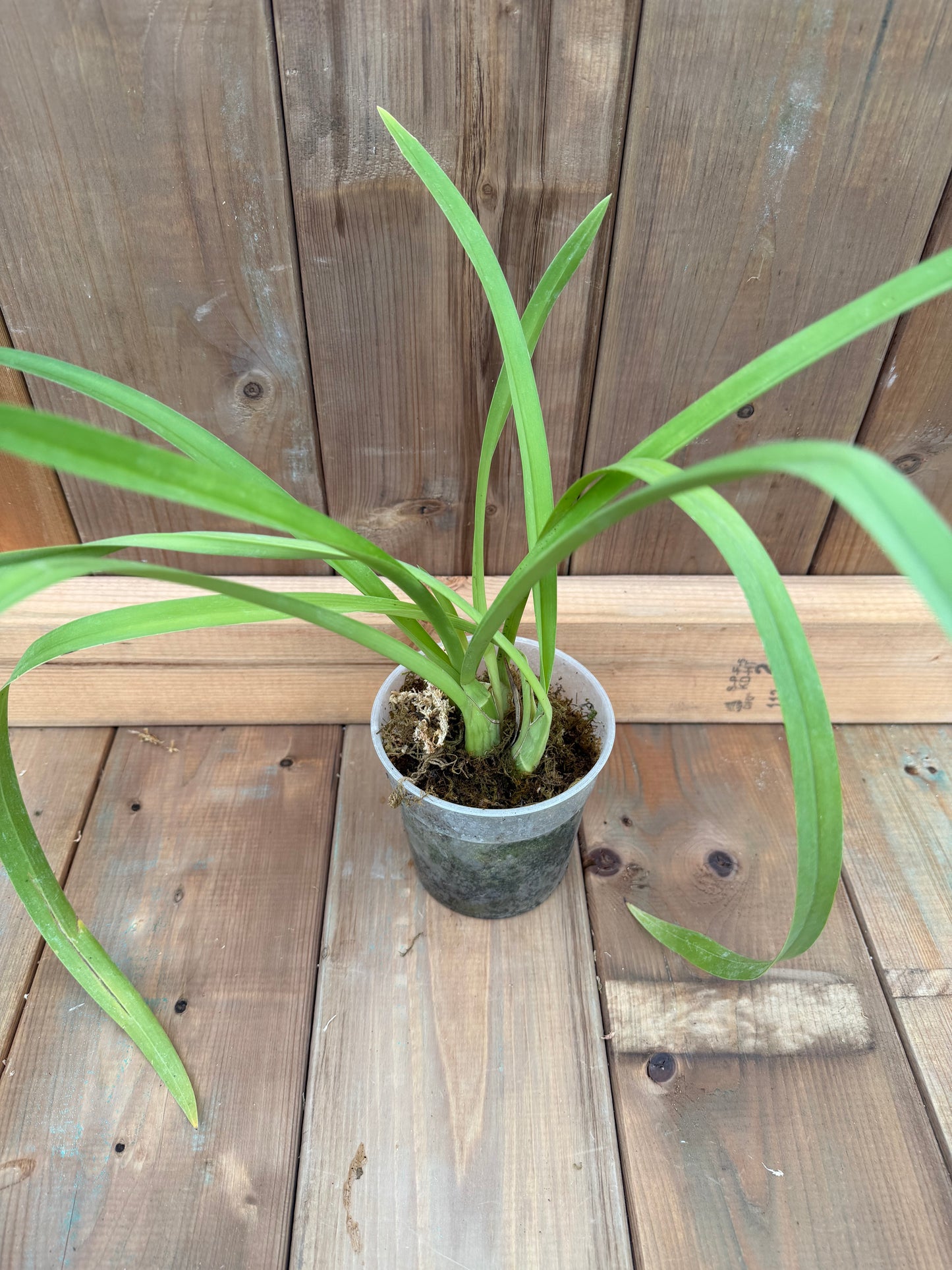 4.5" Cymbidium Little Black Sambo