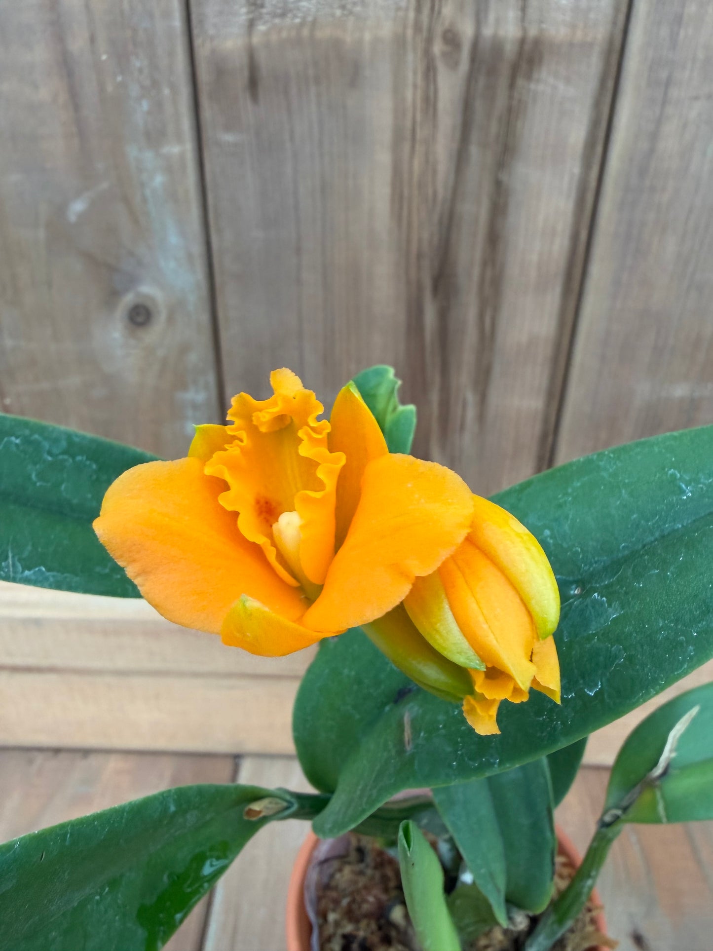 3" Rth Young-Min Gold 'Golden Water' (Young Min Orange x Shinfold Little Sun)