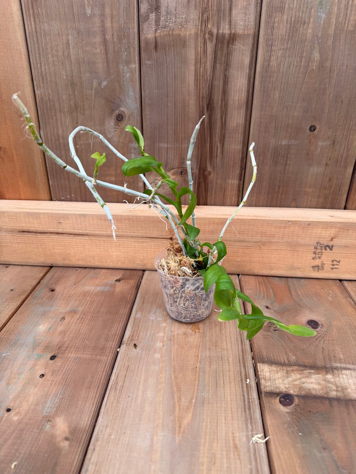 3" Dendrobium anosmum f. album