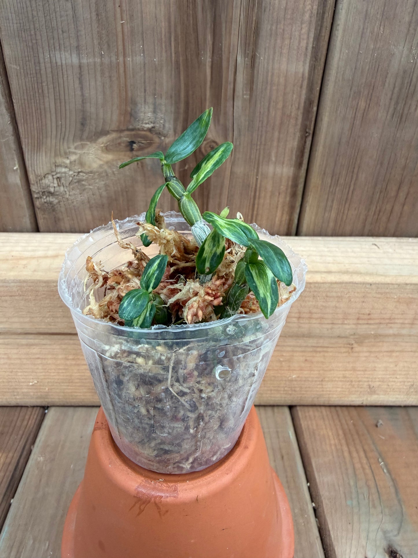 2" Dendrobium moniliform 'Yuuten'