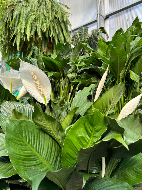 Tropical Houseplants