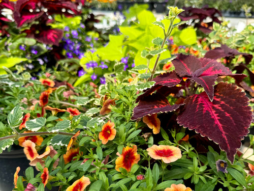 Annuals, Vegetables & Herbs