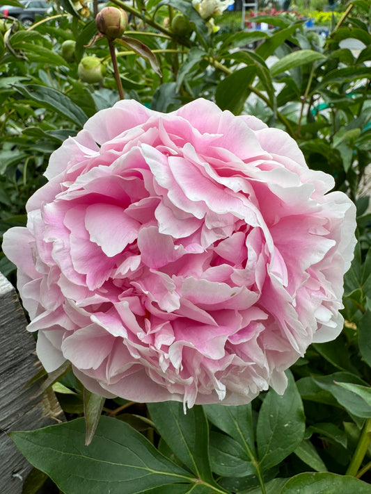 Paeonia lactiflora SARAH BERNHARDT
