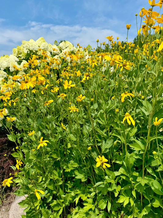 Rudbeckia laciniata