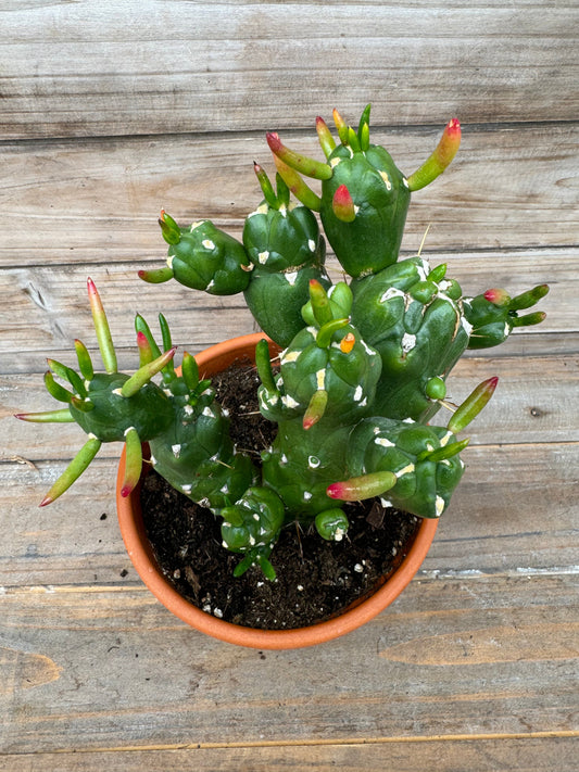 Opuntia gumbi (6")