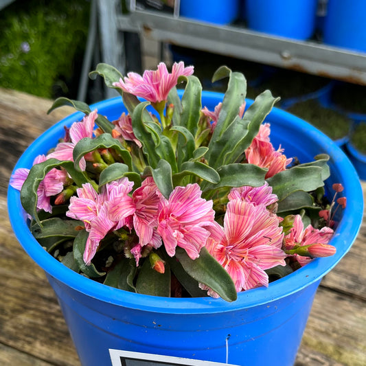 Lewisia l. LITTLE PLUM