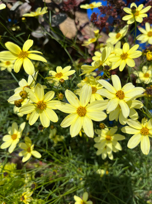 Coreopsis verticillata MOONBEAM