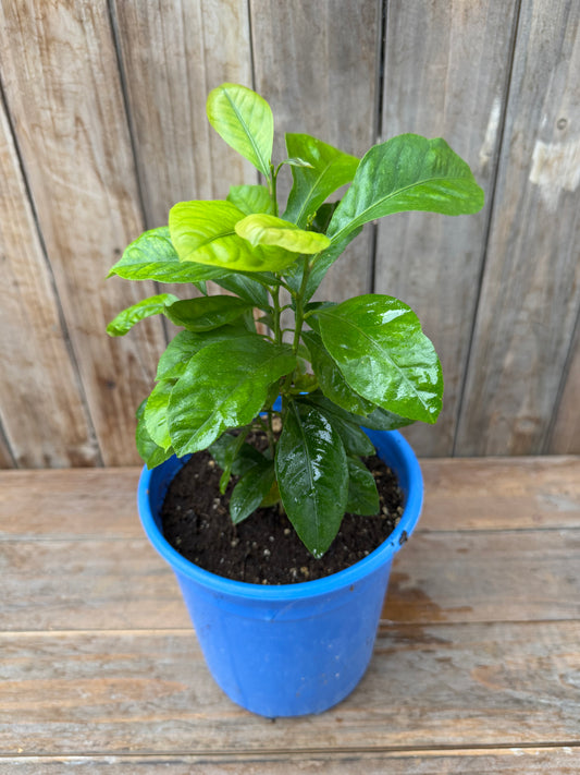 Lemon Tree Seedling (1 gal)