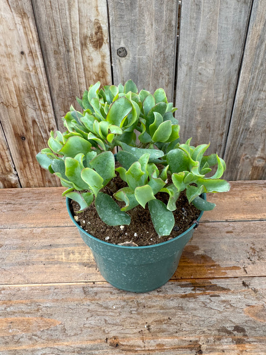 Jade, Curly (6”)