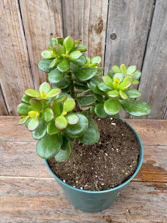 Jade, Miniature (6”)