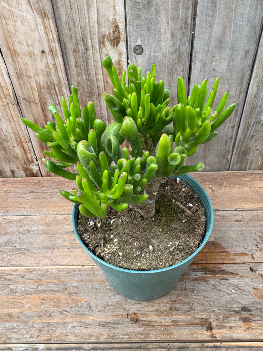Jade, Gollum (6”)
