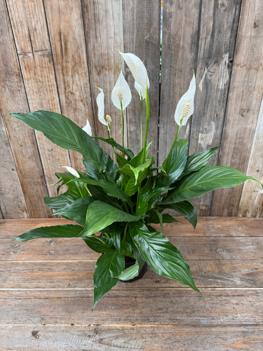 Peace lily (6”)