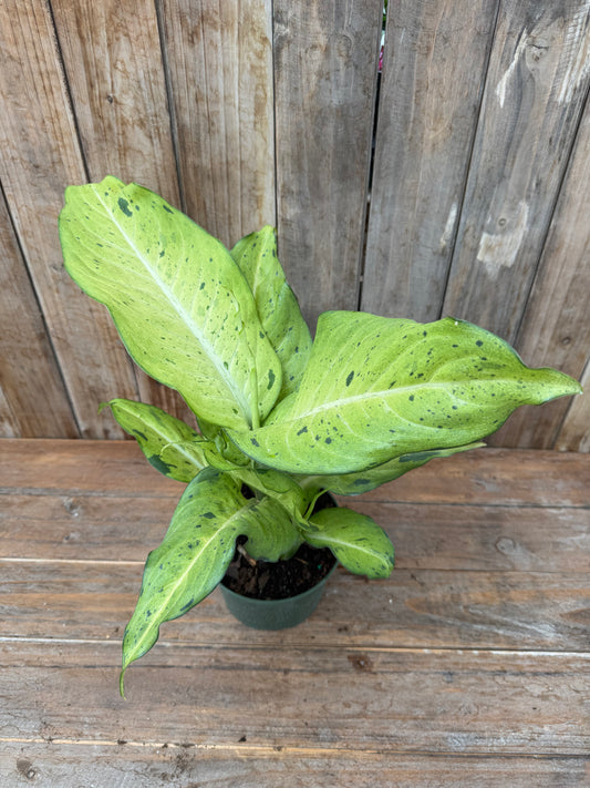 Dieffenbachia ‘Camouflage’ (6”)