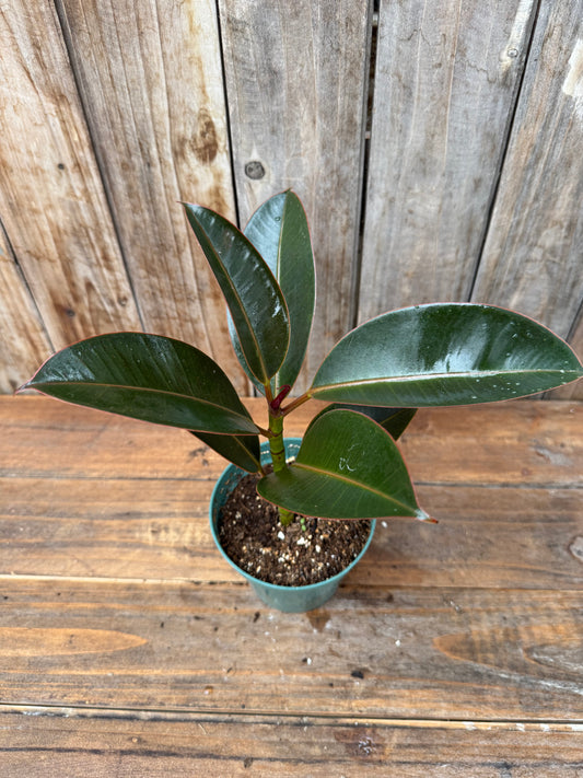 Ficus elastica (4.5”)