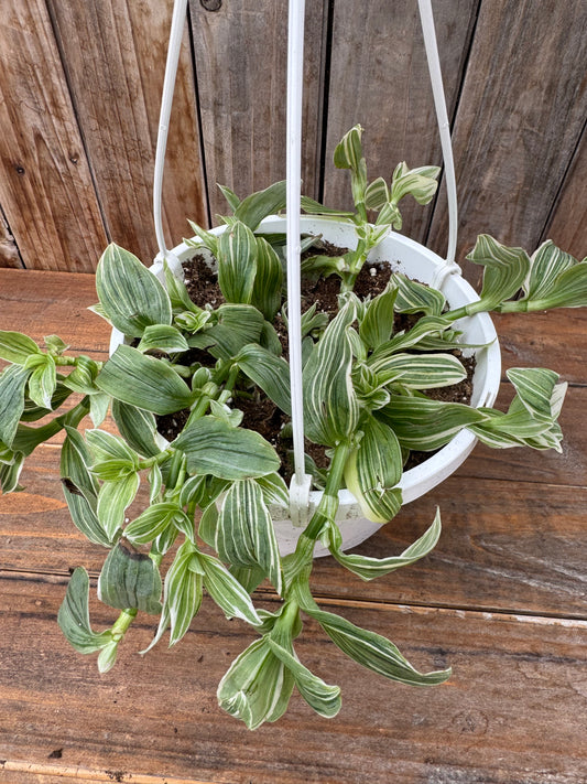 Tradescantia ‘Zebra White’ (8” HB)