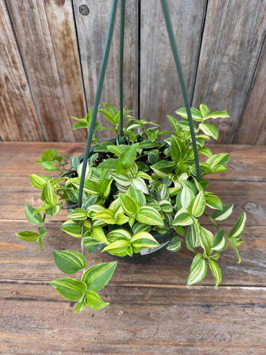 Tradescantia 'Yellow' (5” HB)