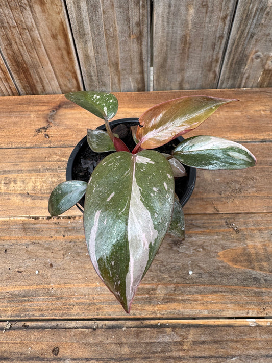 Philodendron ‘Pink Princess’ (4”)