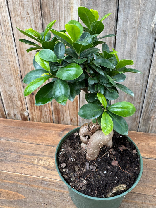 Ficus Ginseng Bonsai (6”)