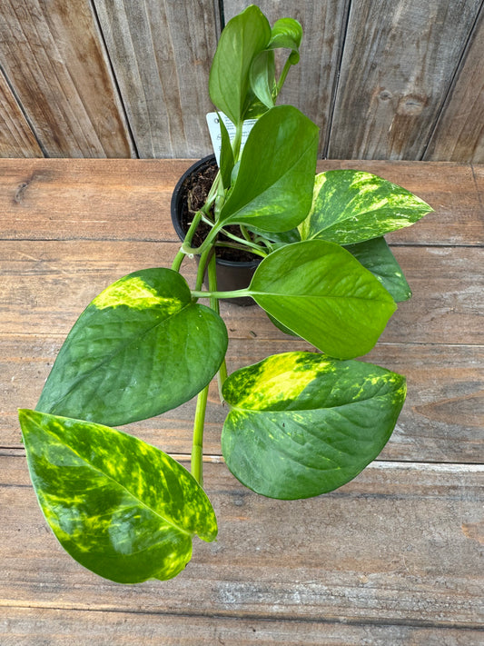 Pothos 'Golden' (4")