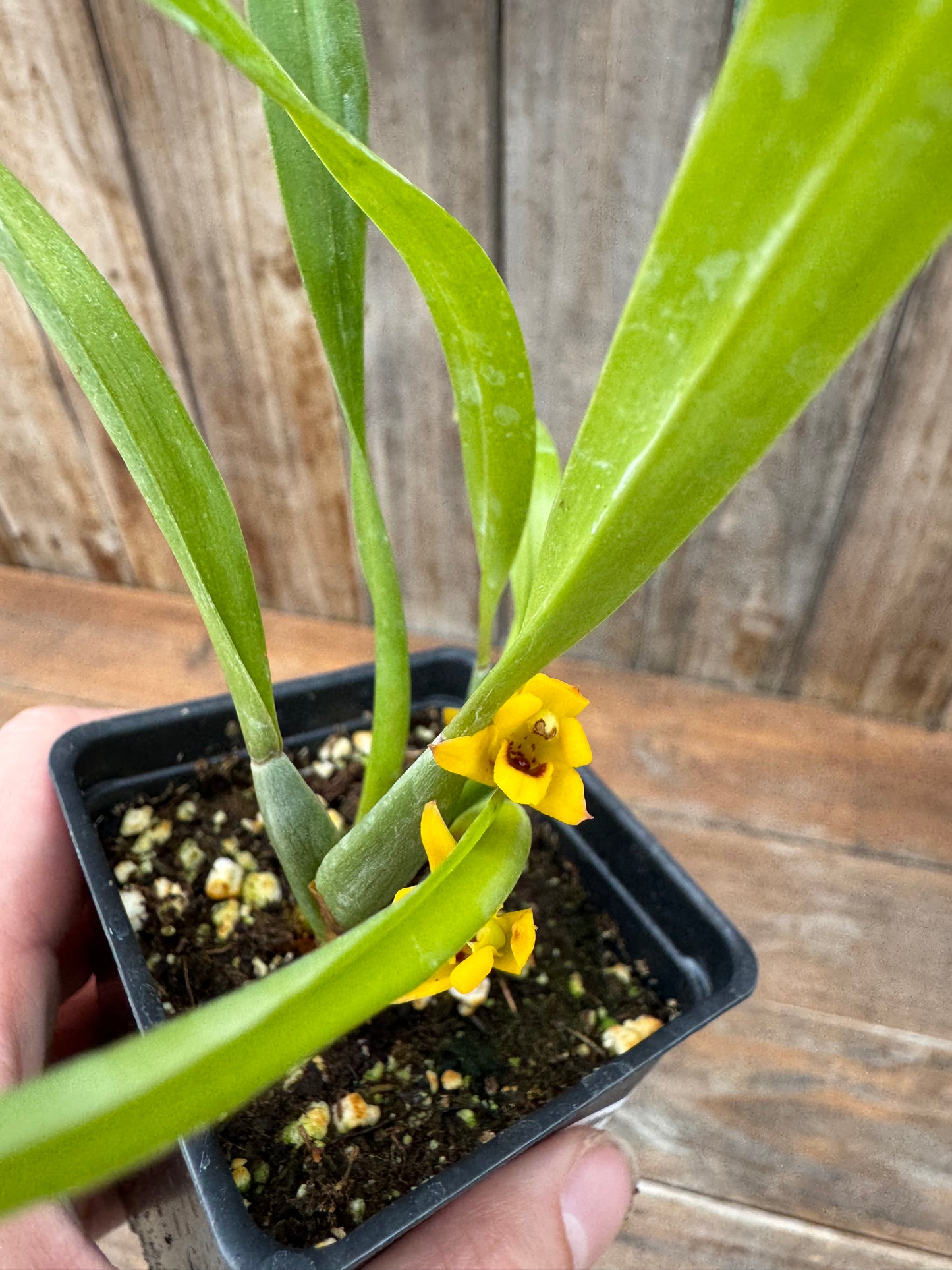 Maxillaria variabilis (3")