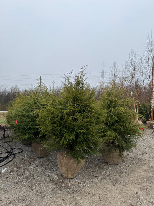 Hemlock, large (Spade Dug)