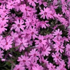 Phlox subulata FORT HILL