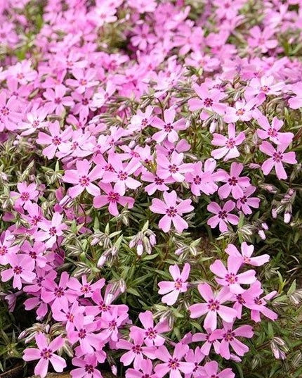 Phlox subulata EMERALD PINK