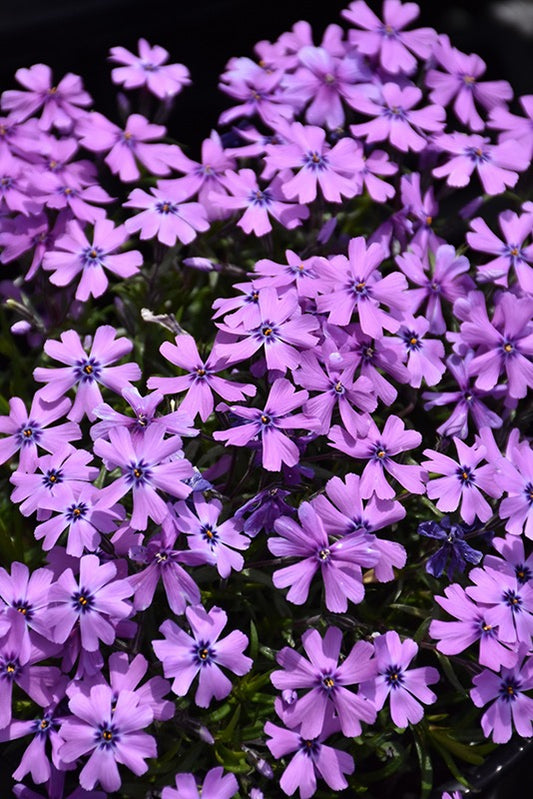 Phlox subulata PURPLE BEAUTY