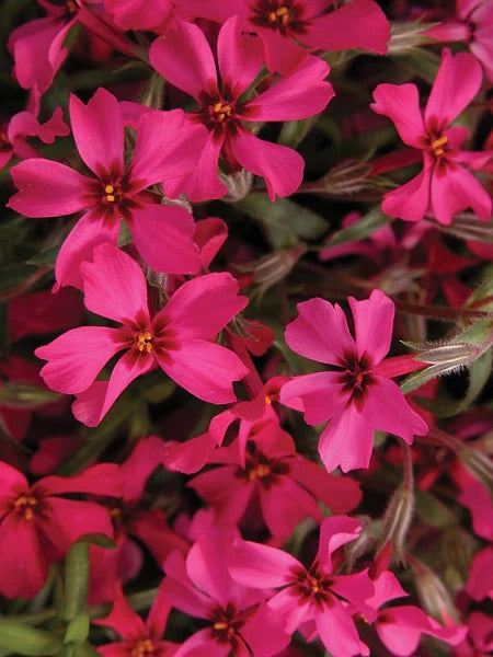 Phlox s. SCARLET FLAME
