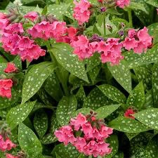 Pulmonaria SHRIMPS ON THE BARBIE