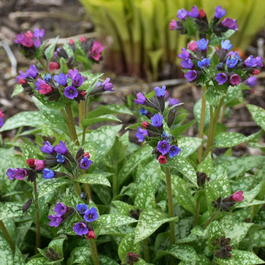 Pulmonaria SPOT ON (P.W.)