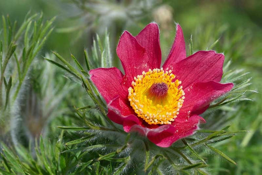 Pulsatilla vulgaris RED BELLS
