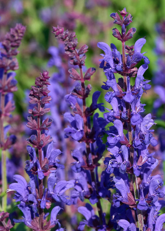 Salvia DARK MATTER