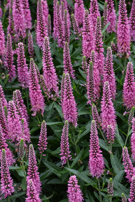 Veronica l. SKYWARD PINK