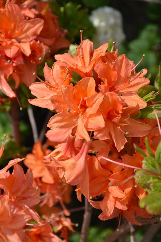 2gal Azalea Deciduous MANDARIN LIGHTS (Nor)