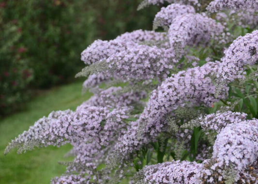 Buddleia davidii GRAND CASCADE