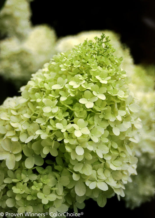 Hydrangea pan. LIMELIGHT (P.W.)