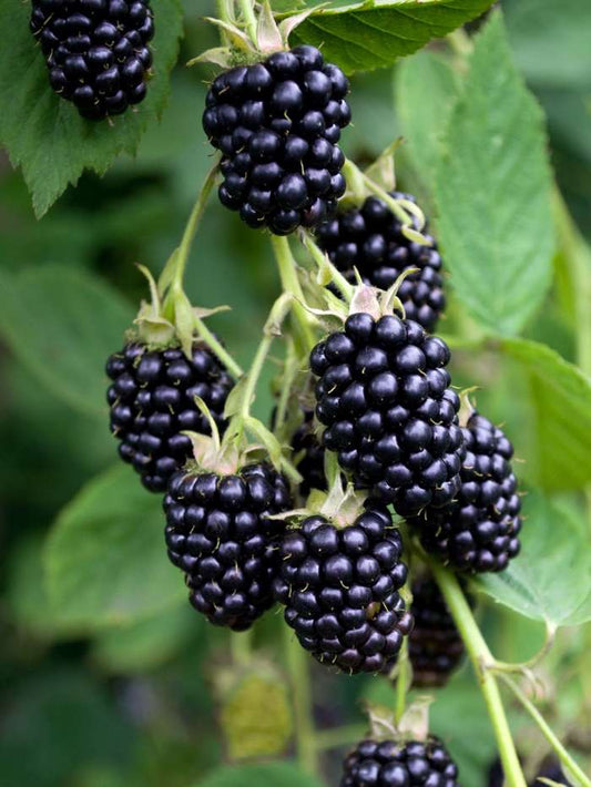 Rubus fruticosus BLACK SATIN