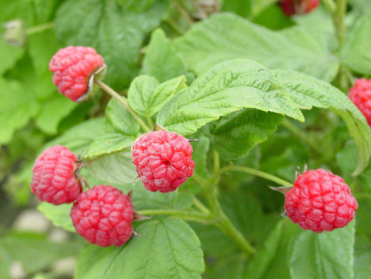 Rubus i. BOYNE