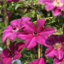 Clematis KARDYNAL WYSZYNSKI