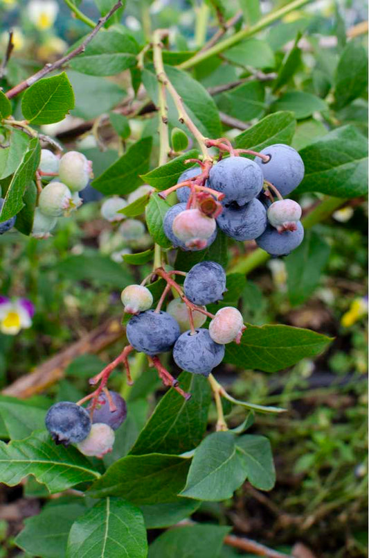 Vaccinium corymbosum JERSEY