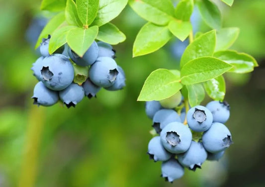 Vaccinium corymbosum PATRIOT