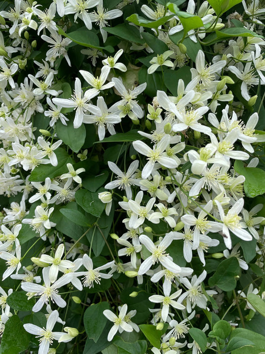 Clematis paniculata