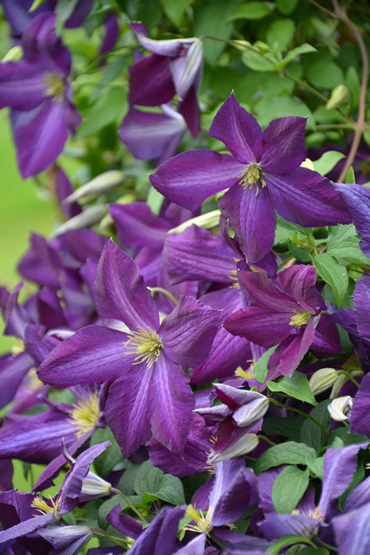 Clematis x HAPPY JACK PURPLE (PW)