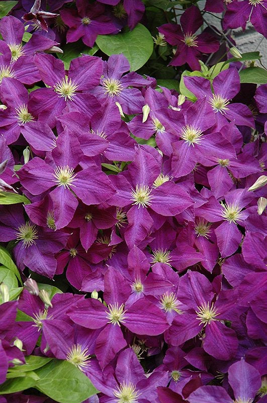 Clematis x. JACKMANII SUPERBA