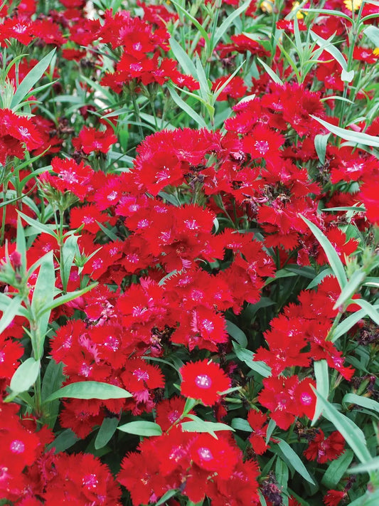 Dianthus x b. i. ROCKIN' RED